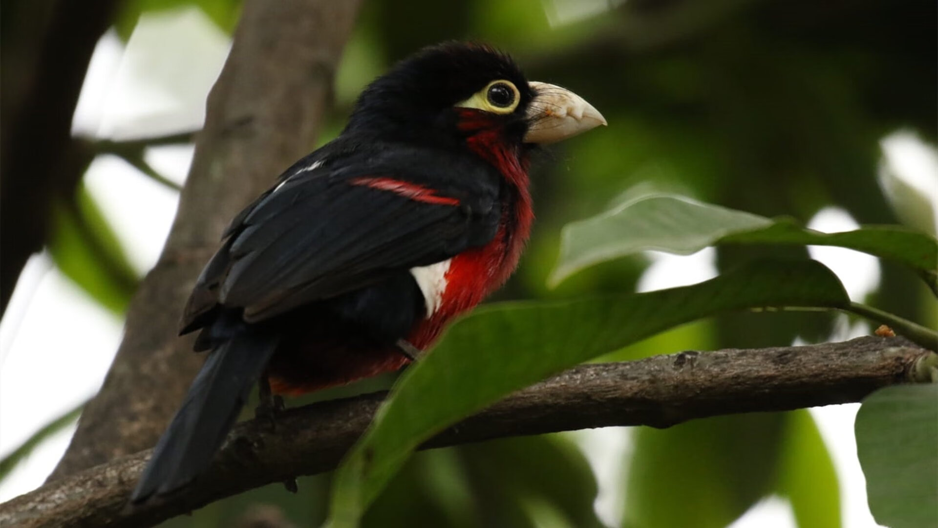 越过防守,穿越平庸,爱德华兹关键一投,照亮英雄诞生之路
