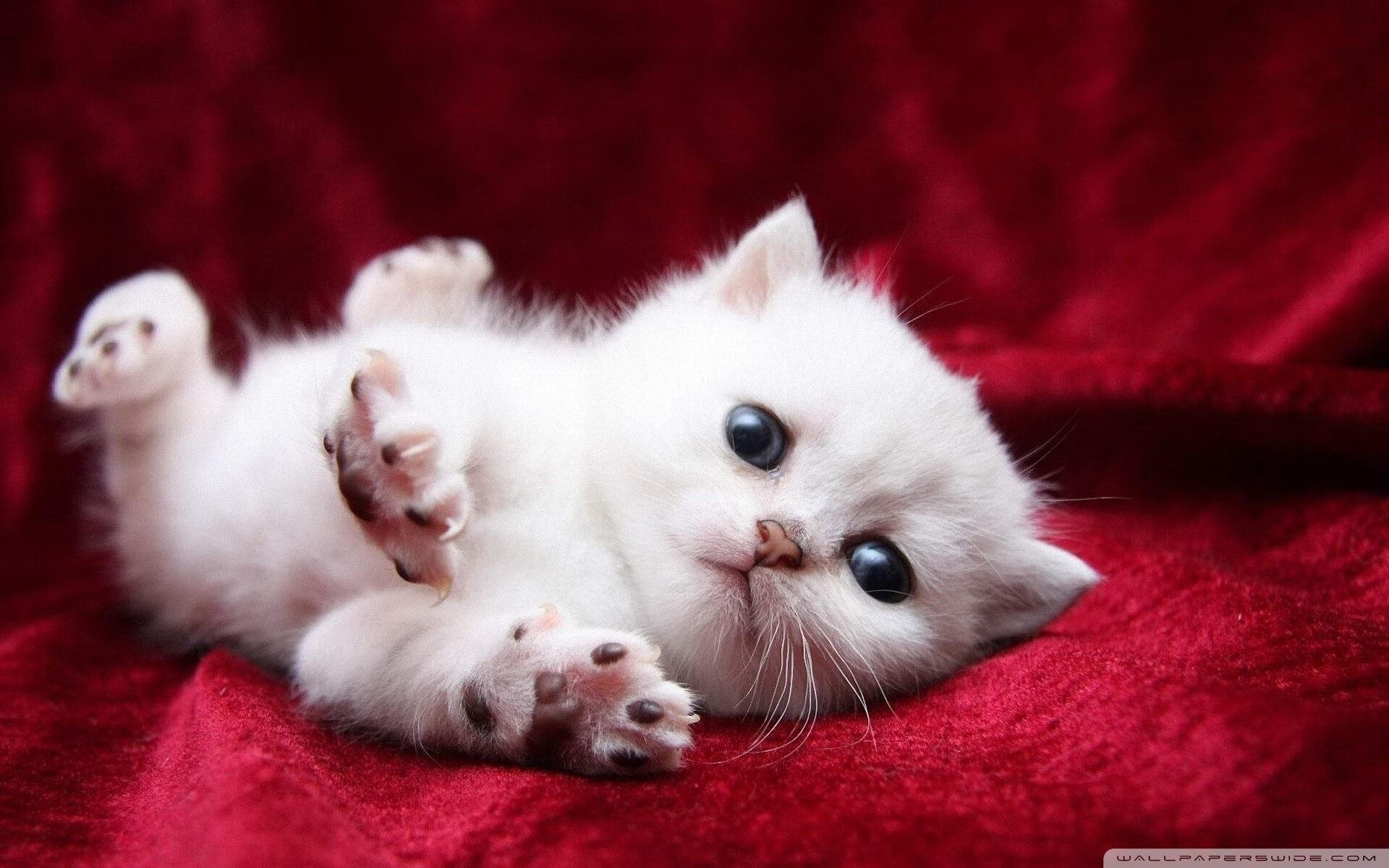 开云体育在线-当足球巨星驶入赛车弯道，德里赫特在摩纳哥的跨界奇迹