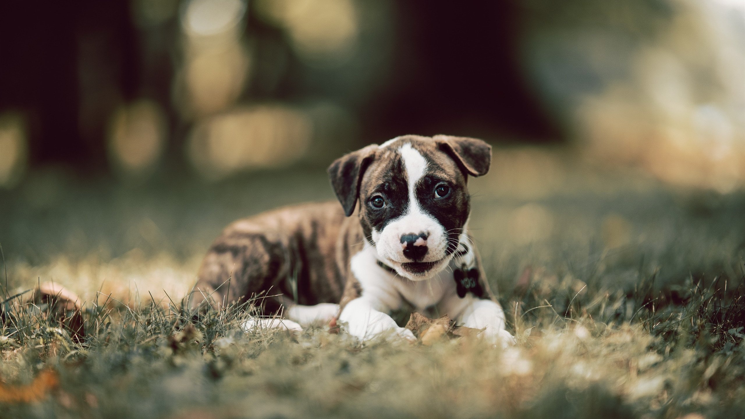 绝平如手术刀！约基奇41+15+7无解发挥，掘金鏖战加时逆转猛龙