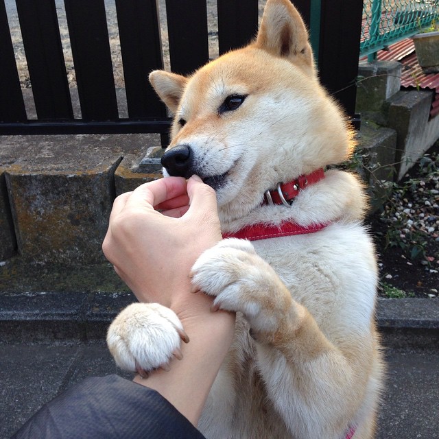 中锋的利剑，当武切维奇在开拓者与鹈鹕的绞杀战中亮出最后一击