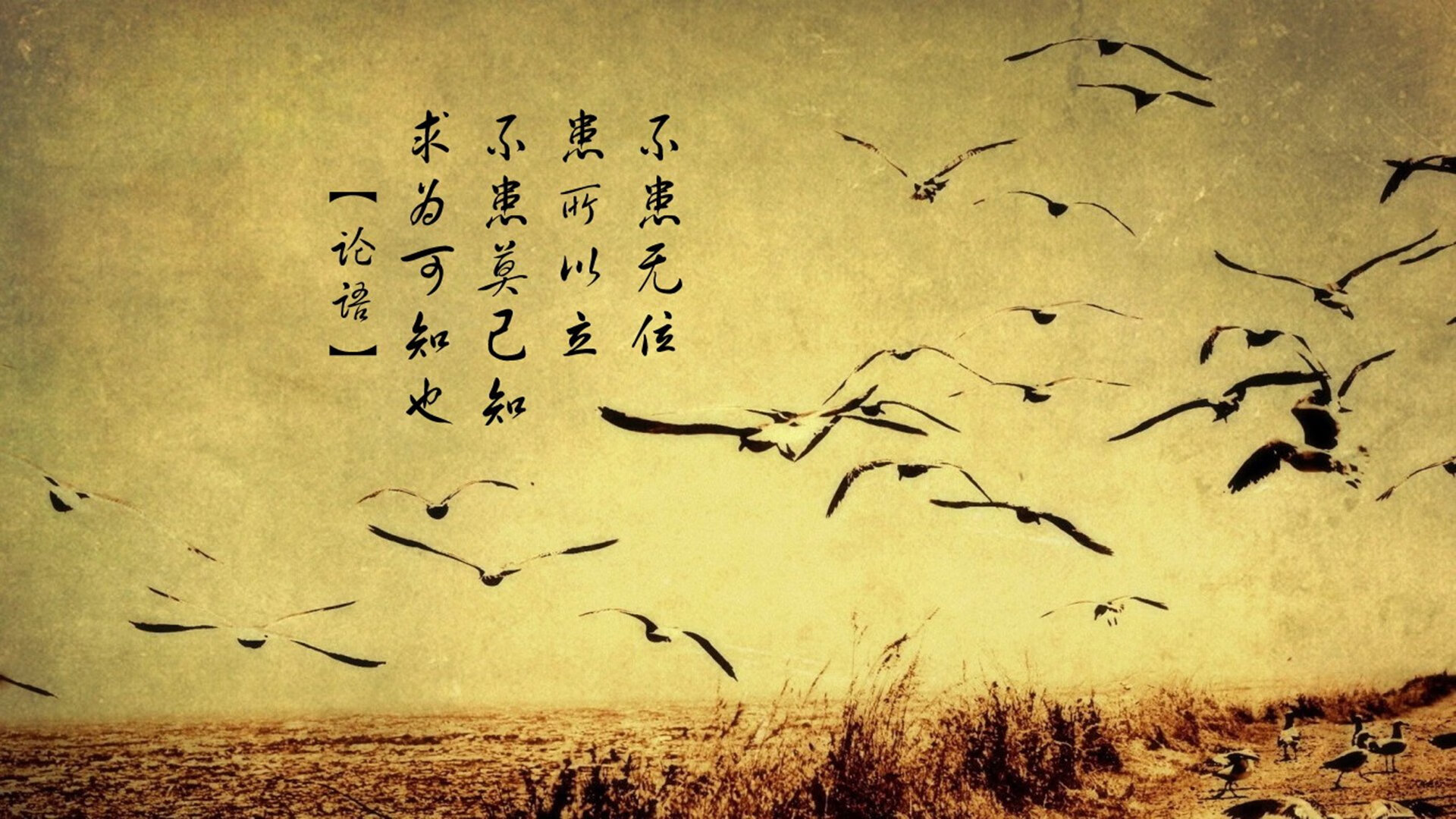 唯一性的交响，活塞终结独行侠与布伦森欧冠决赛的统治印记