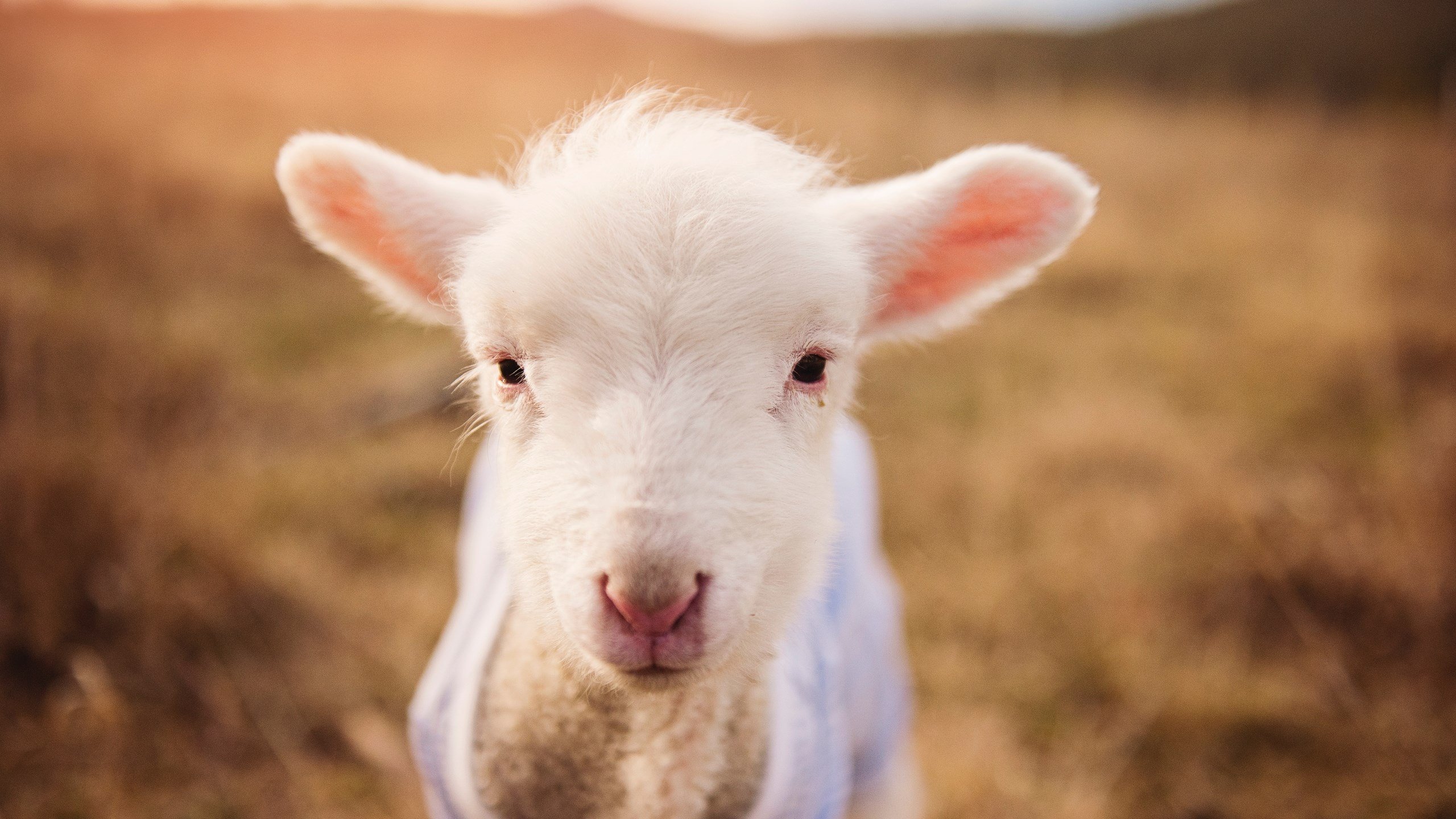 破壁,佩德里艺术之舞撕裂牙买加铁血防线