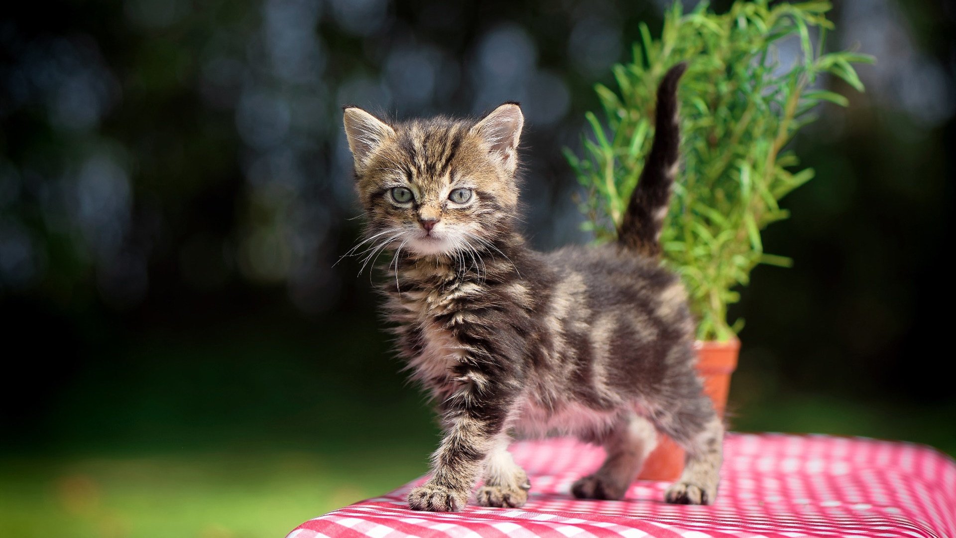 陛下驾临,当恩比德在欧冠决赛为国王完成翻盘