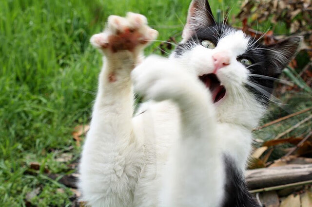 冰与火的对决,当迪巴拉用一记绝杀终结新西兰的地狱主场