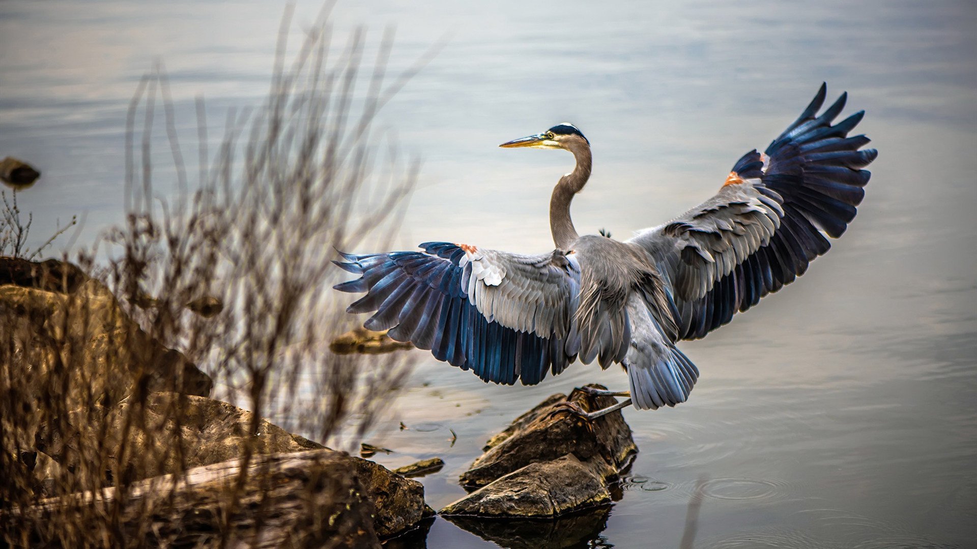 选项（供选择）