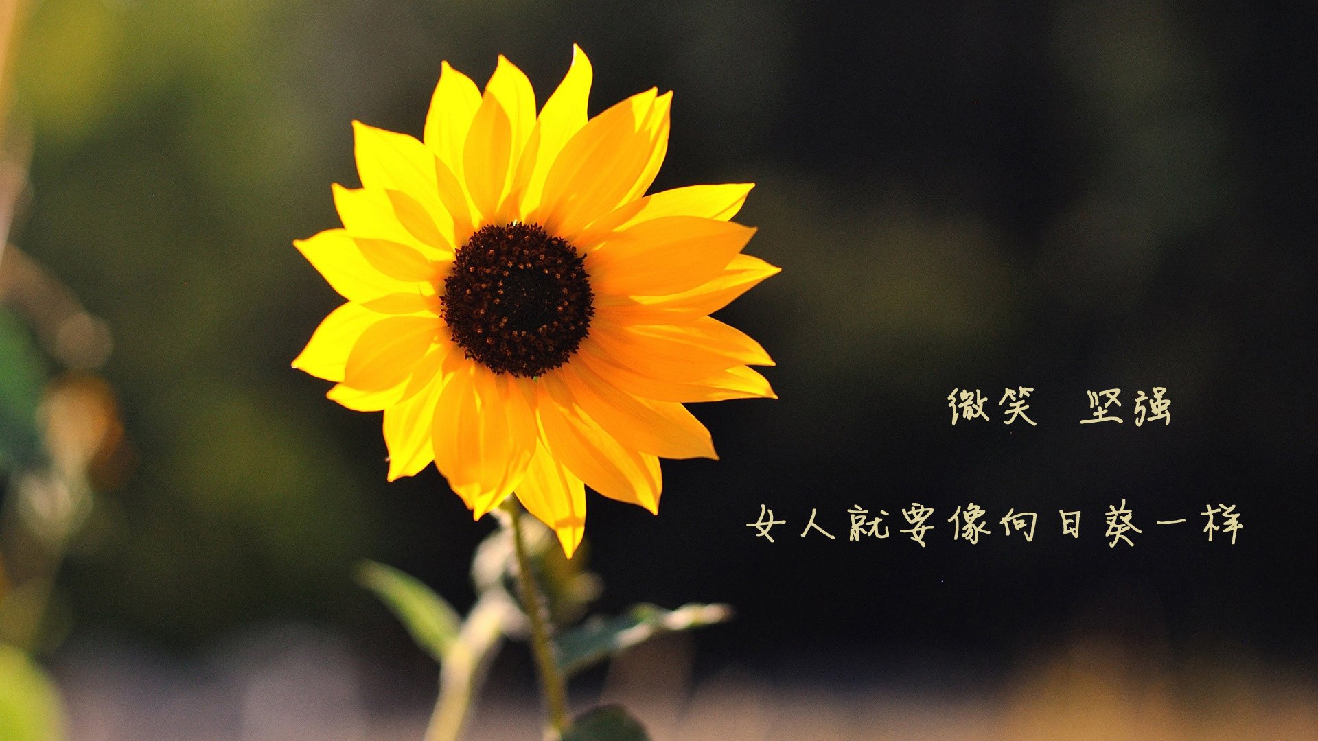 2026年F组生死战，阿根廷对阵美国，萨内演绎绿茵场上的足球孤本