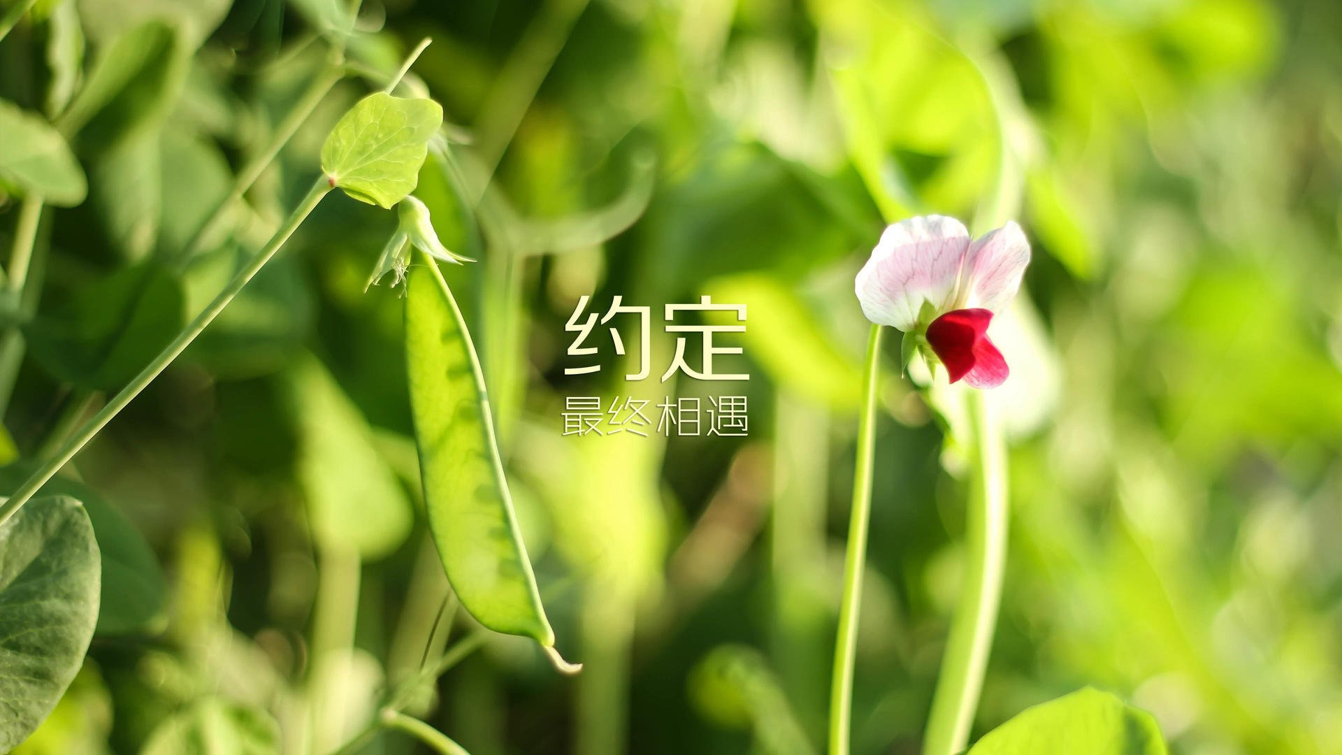 首先，我为你构思了三个不同侧重点的标题，然后选择了最具戏剧性和深度的一个进行展开