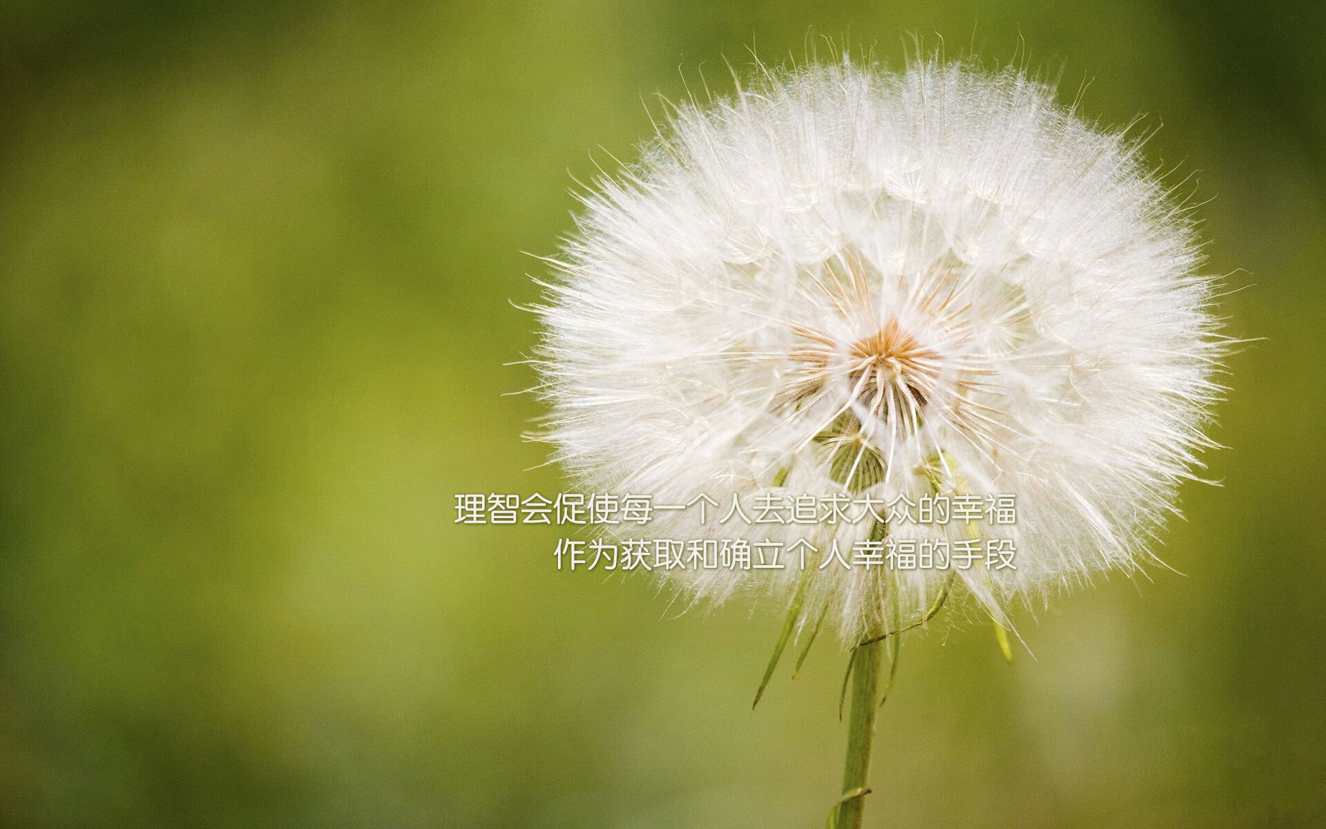血色玫瑰在神户绽放，2026世界杯，保加利亚的灵魂反击与北境之王的最后一分钟救赎