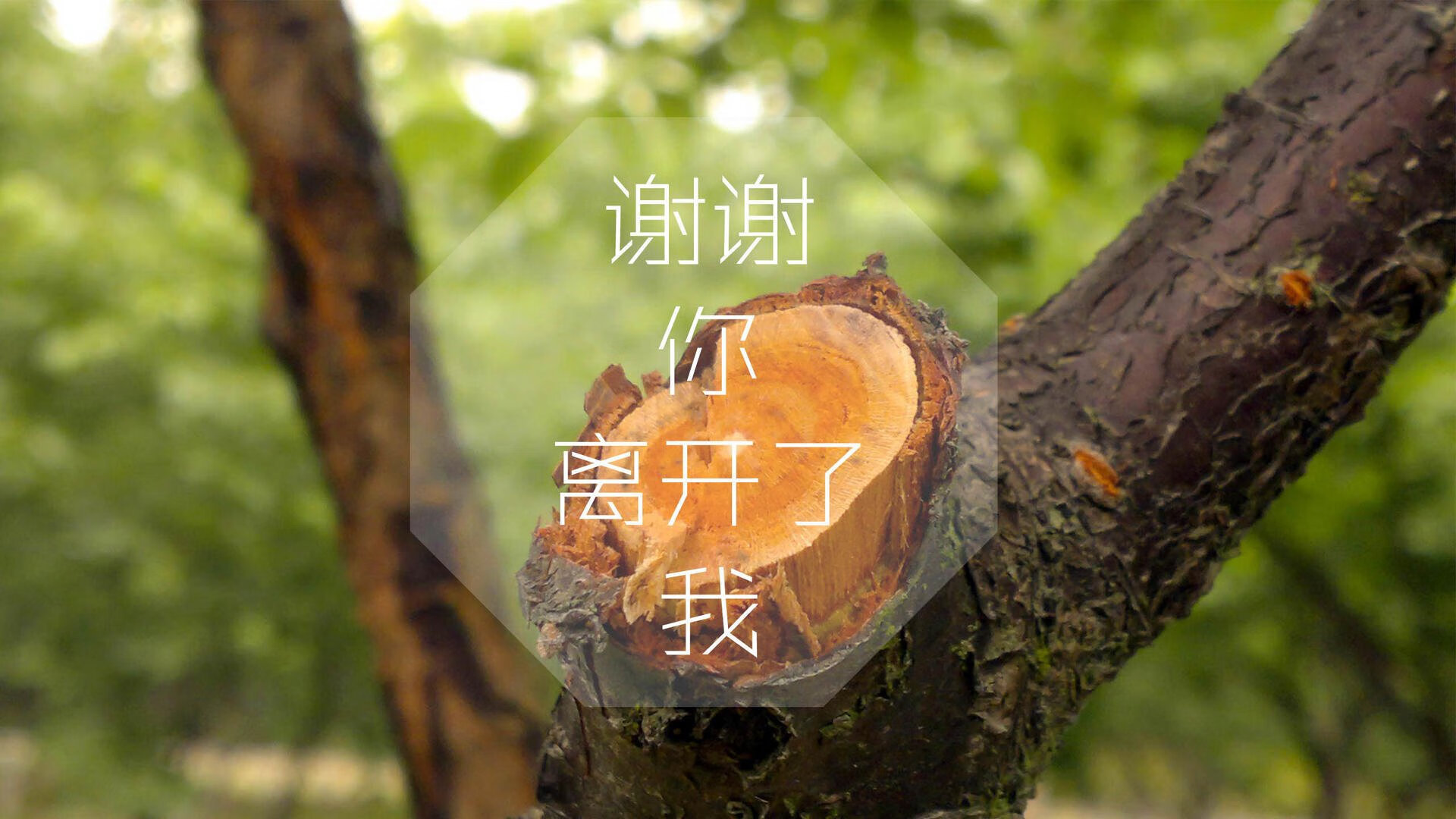 闪电风暴中的黑马之舞,萨卡封神夜,突尼斯用唯一性反击击碎捷克出线梦