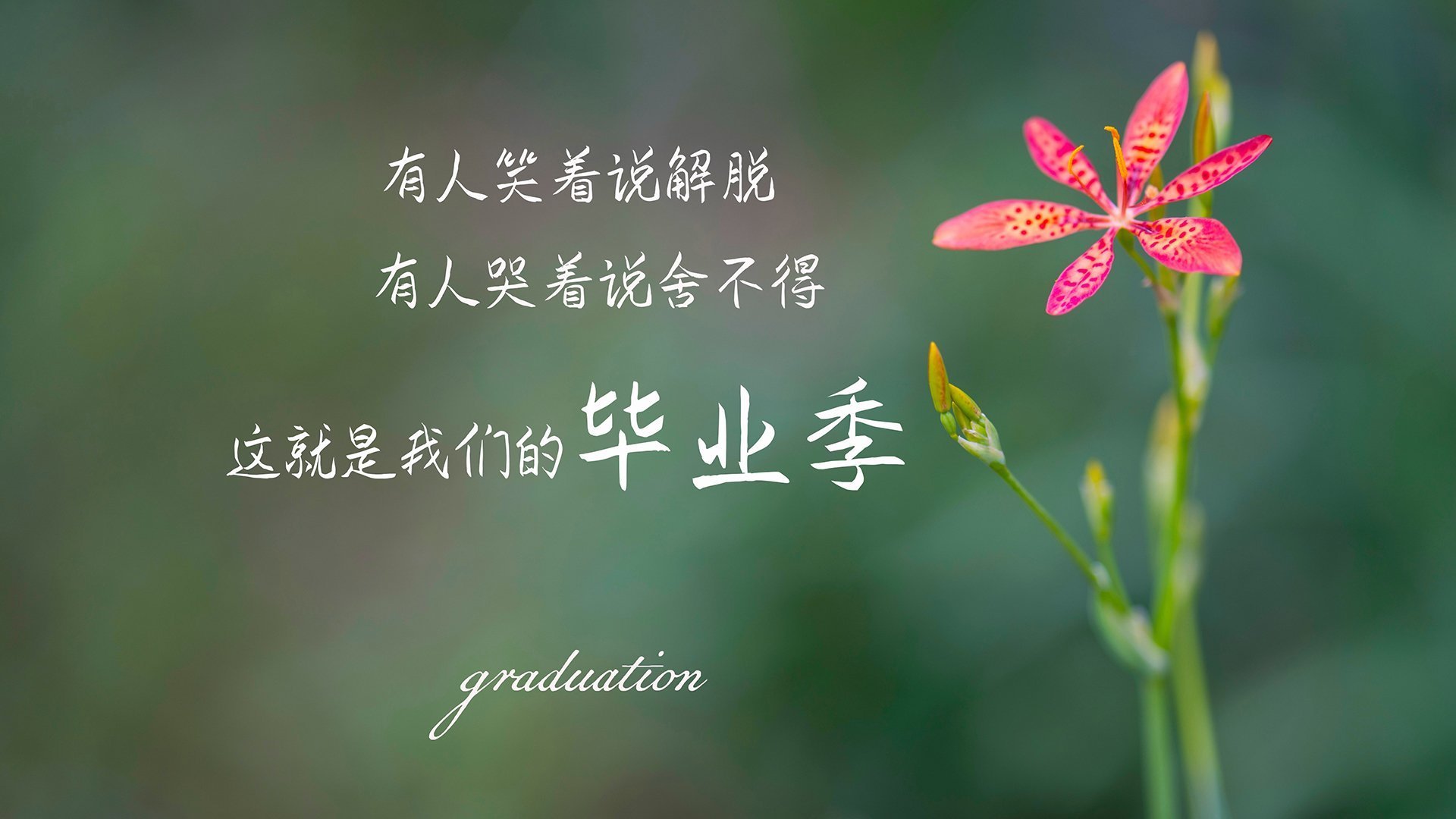 铁幕下的闪电，贝林厄姆逆转时间，德国战车用防守反击碾碎伊拉克神话
